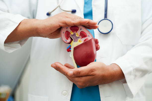 Chronic kidney disease, doctor holding model for treatment urinary system, urology, Estimated glomerular filtration rate eGFR.
